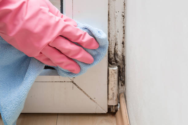 Best Toxic Mold Removal  in USA